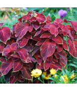 Red Coleus Flower - 100 Seeds - $7.57