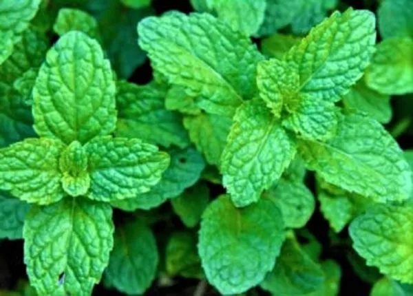 Beautiful Peppermint Mint Seeds Non Gmo 100+ Seeds Fresh Garden - £3.14 GBP