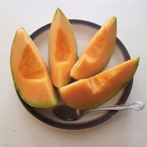 30 Cantaloupe Sweet Passion Seeds Heirloom Organic Super Sweet Melon Fast Ship F - £11.48 GBP