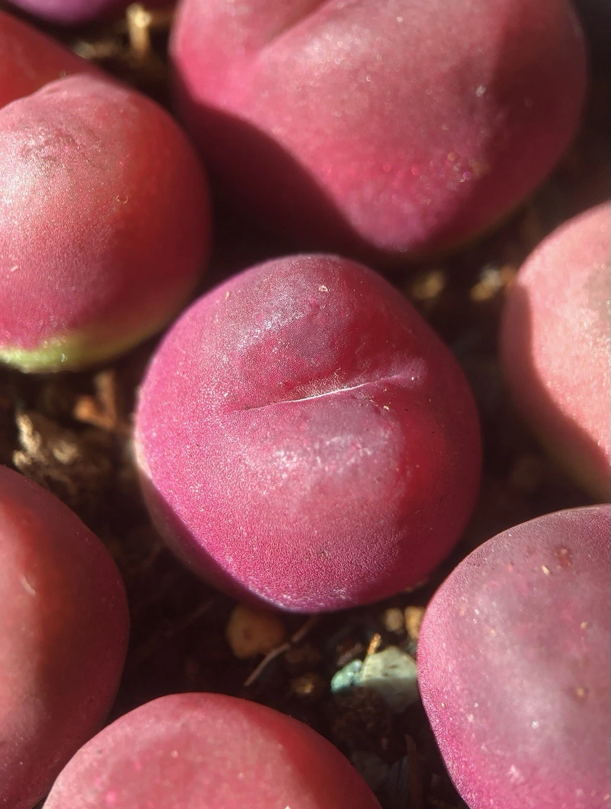Conophytum maughanii, Randomly Pick , Succulent, Live plants (Large, RED) - $21.00