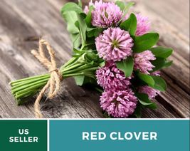 200 Pcs Red Clover Seeds Medicinal Ground Cover Trifolium Pratense Seed - £15.31 GBP