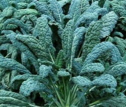 BStore Lacinato Kale Seeds 300 Dinosaur Kale Vegetable Greens Salad - $8.59