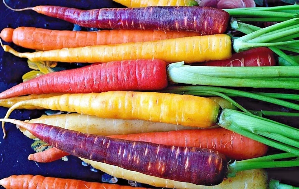 300 Fresh Seeds Rainbow Carrot Blend Mix - £7.62 GBP