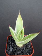 USA SELLER Agave Celsii Multicolor Marginata Variegated Variegata Rare P... - $39.98