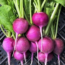 Purple Plum Radish Raphanus Sativus Purple Radishes Color Fresh Garden USA SELLE - £4.80 GBP