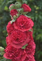 Hollyhock Flower Seeds Red / Double Chaters / Alcea Rosea / 10 Seeds / Ts - £5.17 GBP