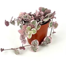 Live Plant 2&quot; Pot Variegated String of Hearts Succulents Ceropegia Woodii - £28.28 GBP