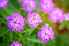 1000 Rose Cardinal Candytuft Iberis Umbellata Flower Seeds *From US  - $8.35