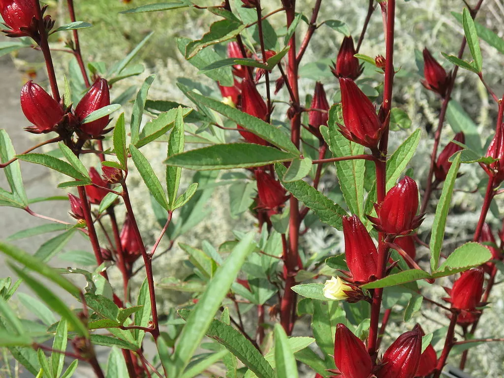 FARM 50 Roselle Asian Sour Leaf Hibiscus Sabdariffa Bulk Seeds - $9.25