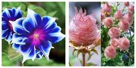 20 Prairie Smoke Flower seed and 20 Blue striped morning glory seed  - $24.98