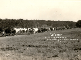 WWI Era 2nd Division 12th Field Artillery Army Horses Photograph - $48.41