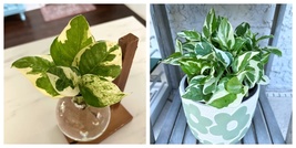 New Pearls and Jade pothos also known as Devil&#39;s Ivy plant - cuttings  - $37.99