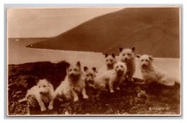 RPPC Pack of Scottish Terrier Dogs Scotty Dogs UNP Postcard Z4 - £11.07 GBP