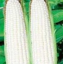 Corn, White, Stowell&#39;s Evergreen, Heirloom, Organic 20+ Seeds, Delicious N Sweet - £2.70 GBP