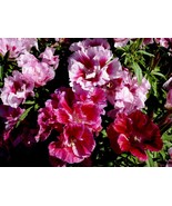 Godetia Dwarf Double Azalea Mix, Satin Flower, Cooler Climates, FREE SHI... - $30.67 MXN+