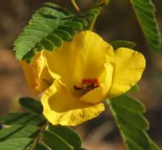 RAFH Partridge Pea 50 Fresh Seeds Yellow Flower USA Seller - £6.49 GBP