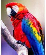 Colorful Parrot wildlife  Art Print great wall hanging "8x10"decorations picture - £7.76 GBP