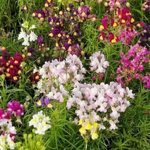 ArfanJaya 500 SeedsToadflax Spurred Snapdragon Fairy Bouquet Heirloom Pollinator - £8.02 GBP