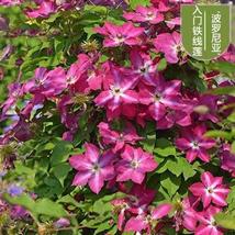 25pc Clematis Seeds Usa Garden Plant Flower Vine Climber (Polonia) - £12.56 GBP