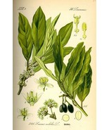Live Plant - Laurus nobilis - &#39;Bay Leaf Tree&#39; - Bay Laurel or Sweet Bay - $29.00