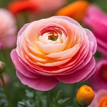 1 Italian Ranunculus Bulb, Orange, Pink, Gold Ombre Flower Plant From Us - $13.99