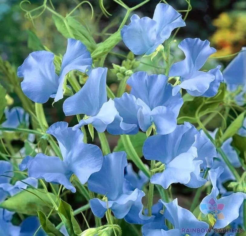 50+  Royal Blue Sweet Pea Seeds | Lathyrus Odoratus Seeds for Garden Pla... - €4,35 EUR
