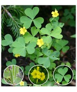 50 Organic Yellow Wood-Sorrel Seeds ~Oxalis stricta~ Edible, Medicinal &amp;... - $9.85