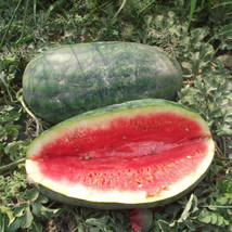 25 Congo Watermelon Seeds Fresh Harvest  - £8.77 GBP