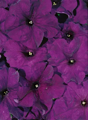 Petunia Aladdin Blue 500 seeds - £23.41 GBP