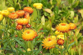 50 Seeds Yellow Double Strawflower Helichrysum Bracteatum Flower  - £7.60 GBP