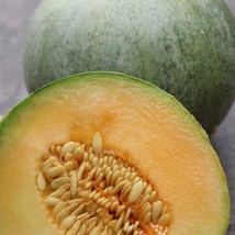 50 French Charentais Melon Seeds New Fresh Seeds USA - $13.40