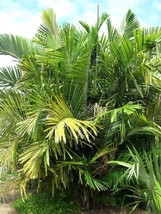 VP Dwarf Sugar Palm Tree - Formosa Palm - Live Plant In A 3 Gallon Pot - £145.47 GBP