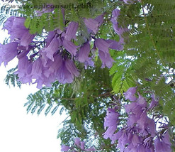 25 Blue Jacaranda Tree Mimosifolia Fern Flower Seeds Fresh Gardening USA SELLER - £8.93 GBP