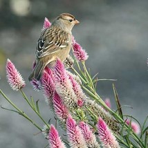 SKMO Celosia Argentea Spicata | Flamingo Feather | Wheatstraw Celosia | 20 Seeds - $12.88