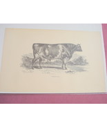 1880 Illustrated Page Ayrshire Bull - £6.29 GBP