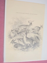 1880 Illustrated Page Deer Game of the Early Settlers - $7.99