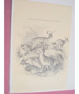 1880 Illustrated Page Deer Game of the Early Settlers - £6.31 GBP