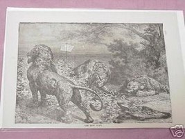 1889 Africa Illustrated Page The Lion Hunt - $7.99