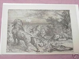 1889 Africa Illustrated Page The Lion Hunt - £6.18 GBP