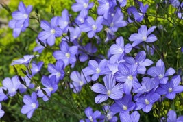 Seeds 100 BLUE FLAX Prairie Flax Lewis Blue Flax Linum Perenne Lewisii Flower Se - £21.23 GBP