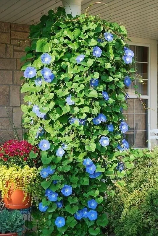 Ipomoea Tricolor Vine 30 Seeds Mexican Morning Glory Climber Ground Cover - £6.11 GBP