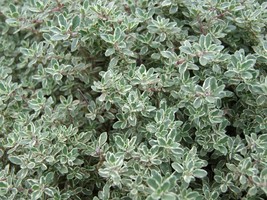 200 Mg Of Thyme Herb Seeds, Common Thyme, Free Shipping, Non Gmo Seeds - £7.98 GBP