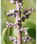 Myrica Cerifera Waxmyrtle Native Bayberry Wild Tree Bonsai Shrub Seed 20... - $301.58 MXN