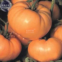 100 Seeds Tomato Giant Vegetable Fruits Type 18 Gardening USA Seller - $7.22