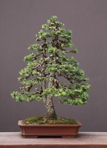 Norway Spruce bonsai starter kit(Picea abies) seedling 4 to 8 inches - $22.76
