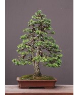 Norway Spruce bonsai starter kit(Picea abies) seedling 4 to 8 inches - £17.80 GBP