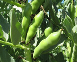 Broad Windsor Fava Bean Seeds Buttery Broad Beans Healthy Giant Faba Seed  - $11.70