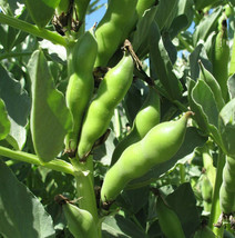 Broad Windsor Fava Bean Seeds Buttery Broad Beans Healthy Giant Faba Seed  - £9.32 GBP