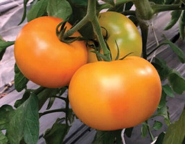 50 Seeds Maidens Gold Tomato Vegetable Edible Canning Fresh Usa Seller - £8.61 GBP