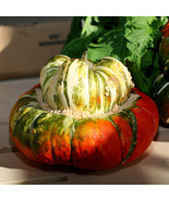 MX Turks Turban Gourd Squash Winter Cucurbita Maxima Vegetable Seeds Bul... - $25.59